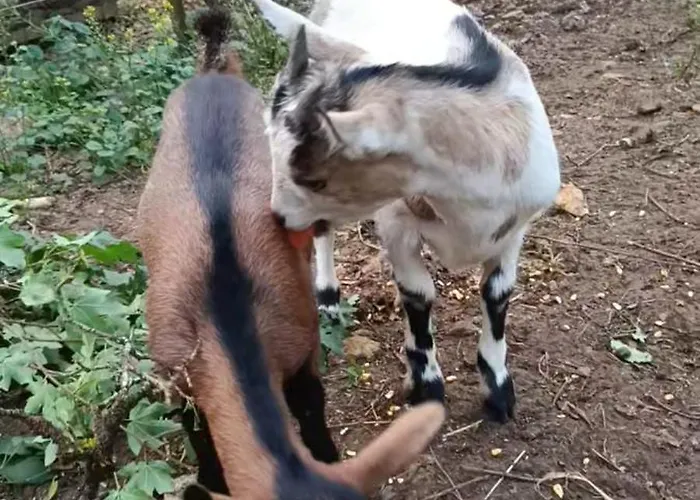 Hébergement de vacances 8-gîte 5 Personnes Avec Piscine *